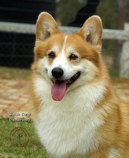 Welsh Corgi Pembroke 9P014D-049.JPG